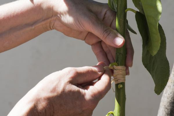 Injertar un naranjo: paso a paso para un cultivo exitoso