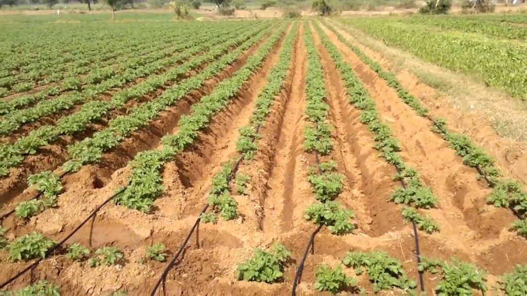 La distancia ideal para sembrar patatas y obtener una cosecha abundante