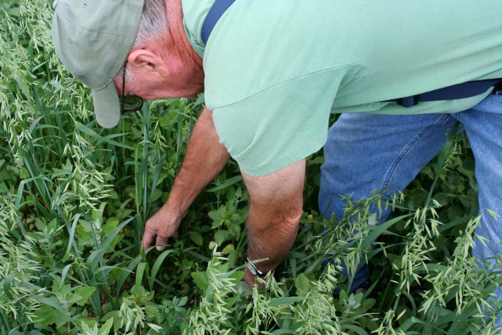 La fecha ideal para sembrar alfalfa y obtener una cosecha abundante
