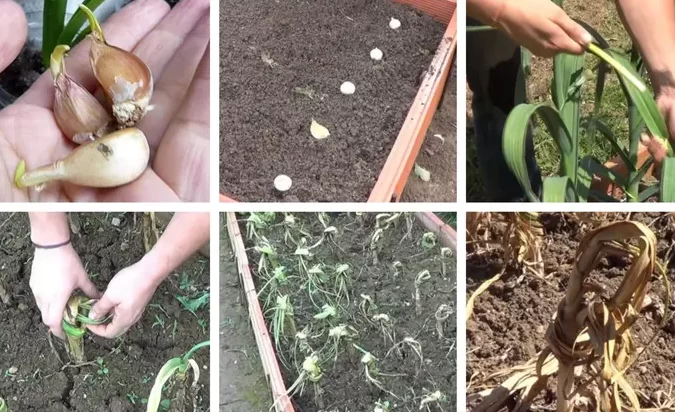 La guía completa: Cómo plantar ajos paso a paso para obtener una cosecha abundante