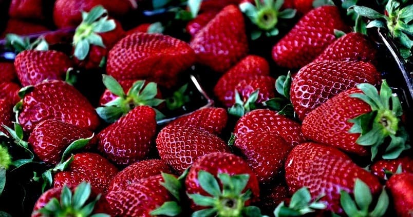 La guía completa: Cuándo sembrar fresas en Andalucía para una cosecha excepcional