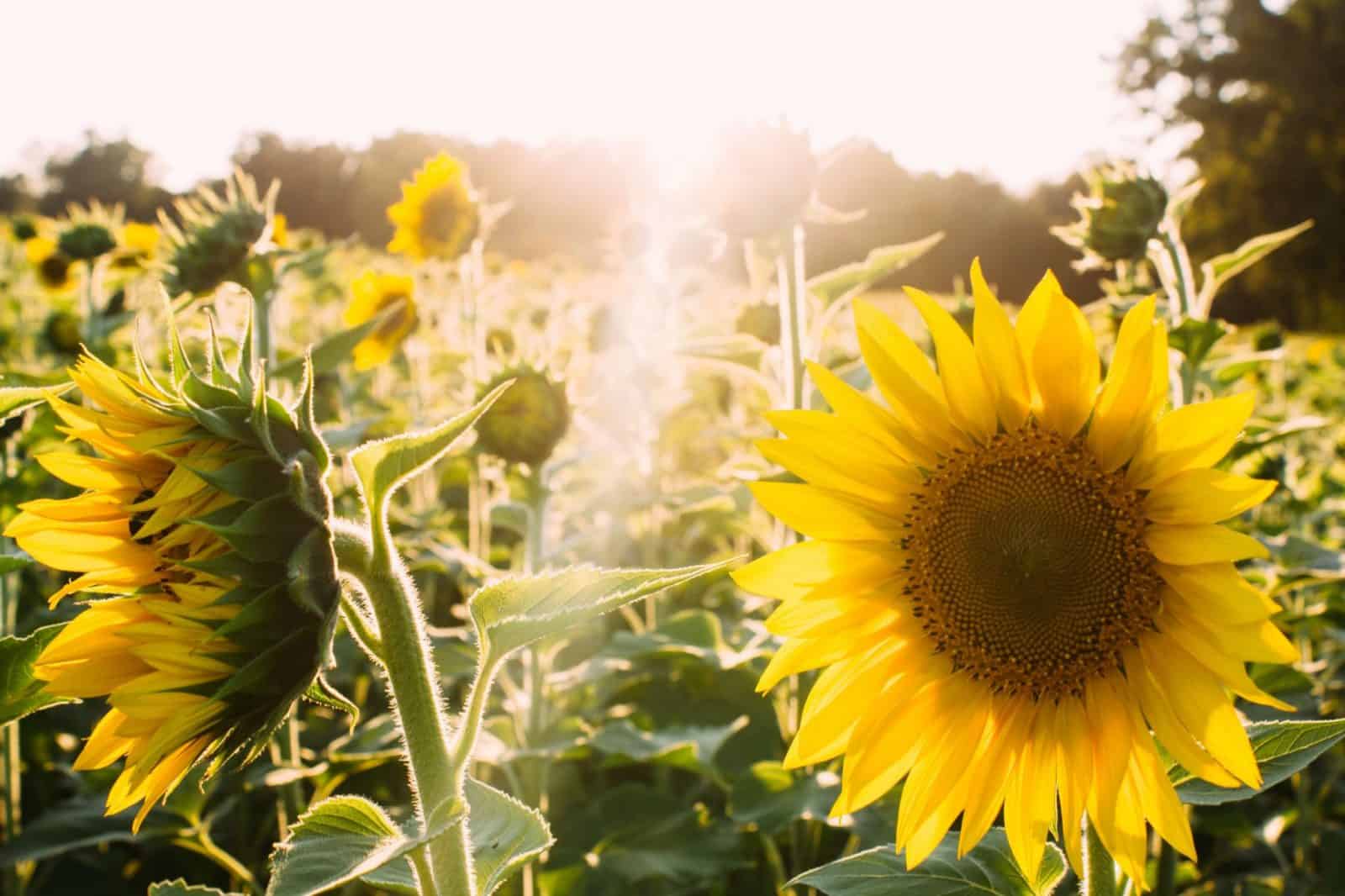 La guía completa de semillas de flores para sembrar: consejos, variedades y cuidados