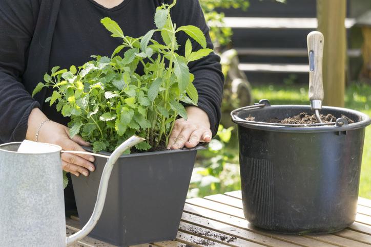 La guía definitiva sobre cómo plantar menta: consejos y trucos para tener éxito en tu jardín