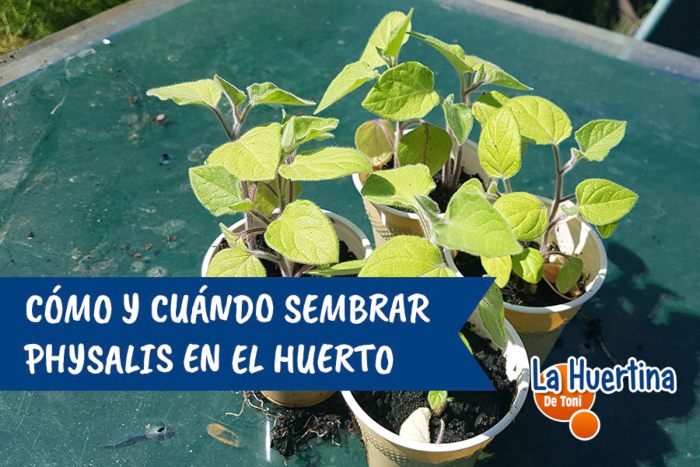 La guía definitiva sobre cuándo sembrar physalis en España: consejos y recomendaciones