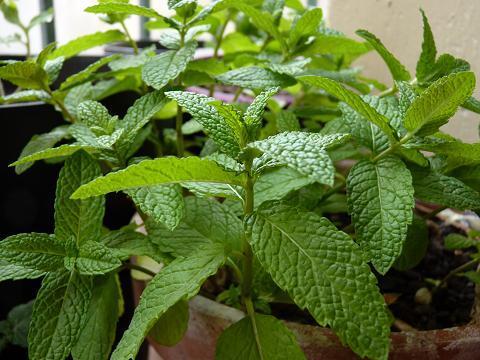 La hierbabuena: cómo cultivarla bajo el sol o en sombra