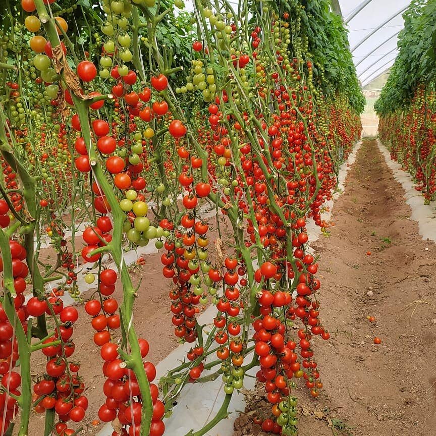 La importancia de la distancia al sembrar tomates: consejos y recomendaciones para un cultivo exitoso