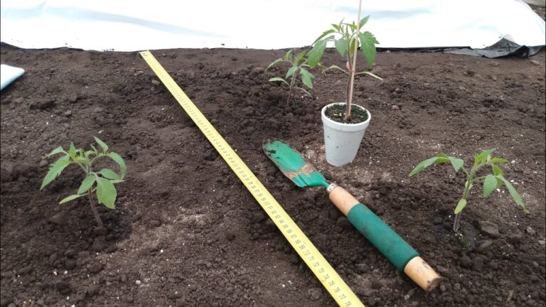 La importancia de la distancia entre tomateras en un huerto urbano: consejos para un cultivo exitoso