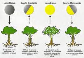 La influencia de la luna en la poda de los naranjos: ¿Cuándo es el mejor momento?