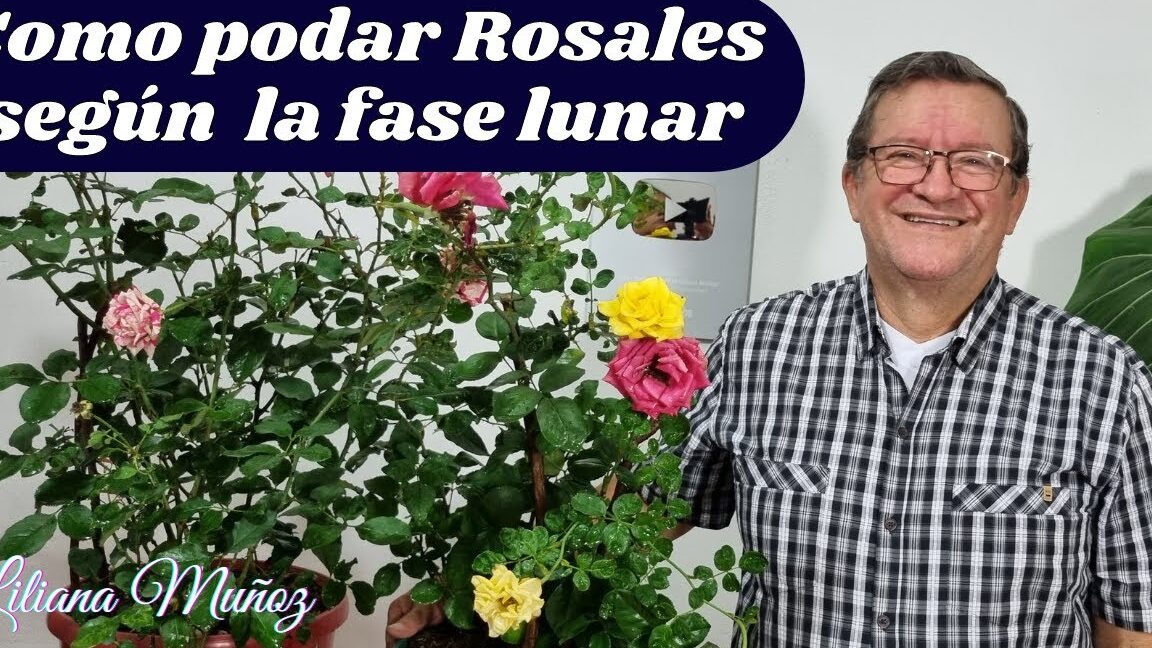 La influencia de la luna en la poda de los rosales: Descubre en qué fase lunar es mejor realizar esta tarea