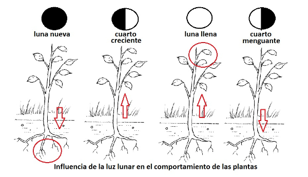 La influencia de la luna en la siembra: cómo aprovecharla al máximo