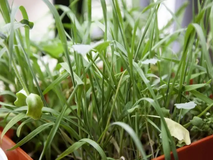 La planta del alpiste: beneficios, cuidados y cómo cultivarla en casa