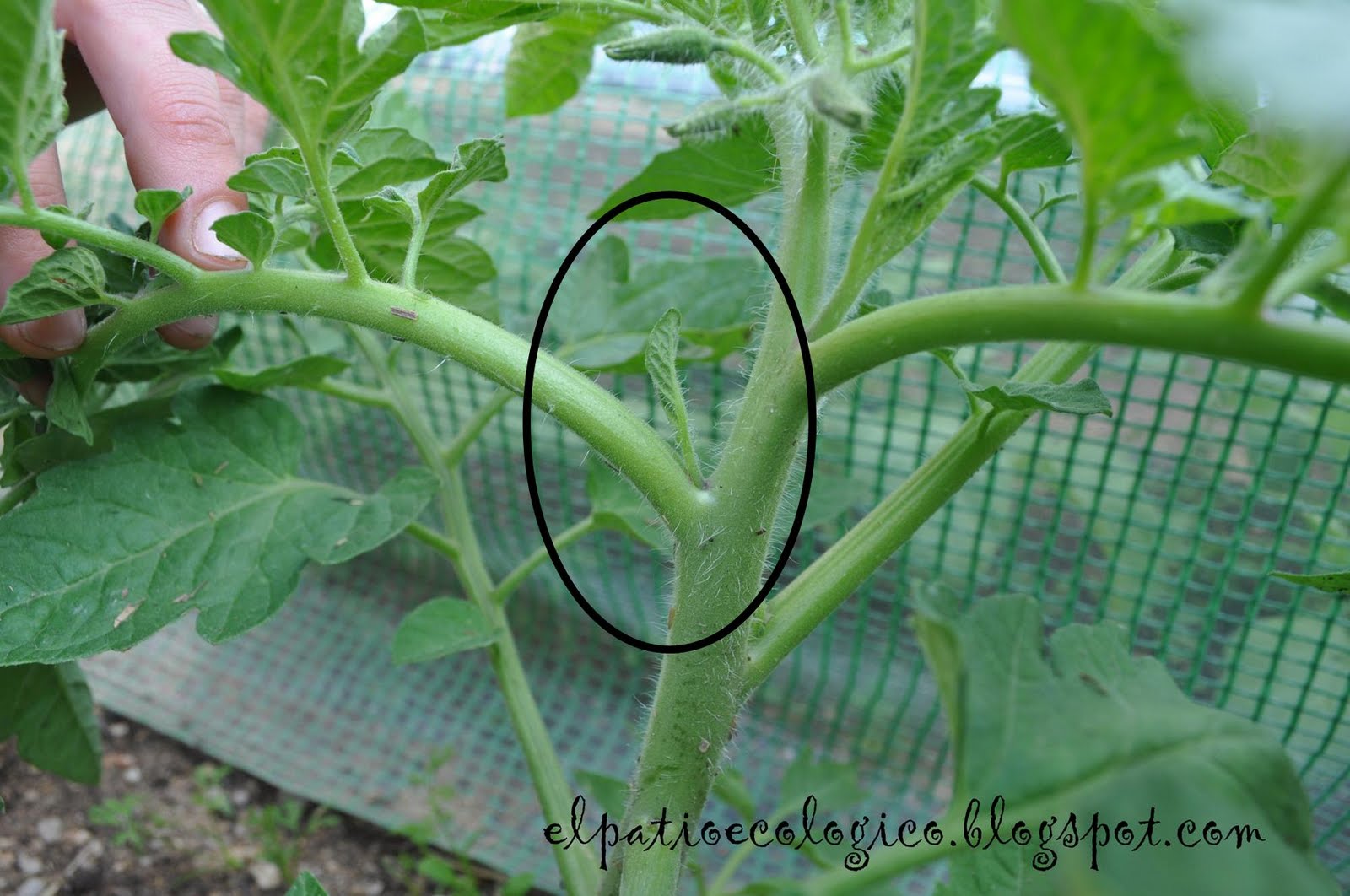 La técnica del capado en las tomateras: cómo mejorar la producción de tus plantas