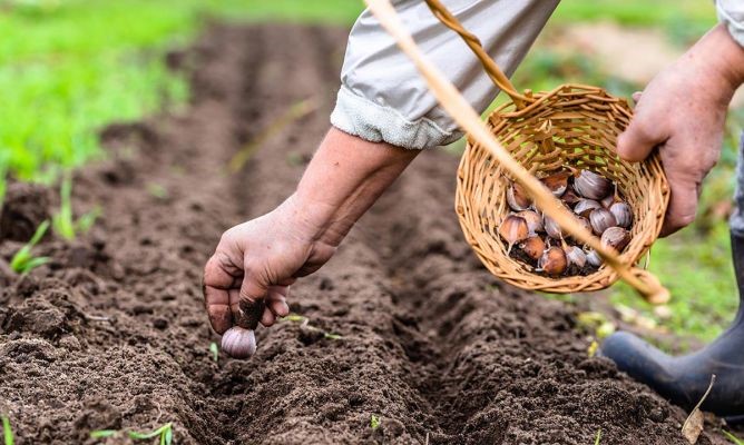 Las mejores opciones de siembra en diciembre para el clima de Andalucía