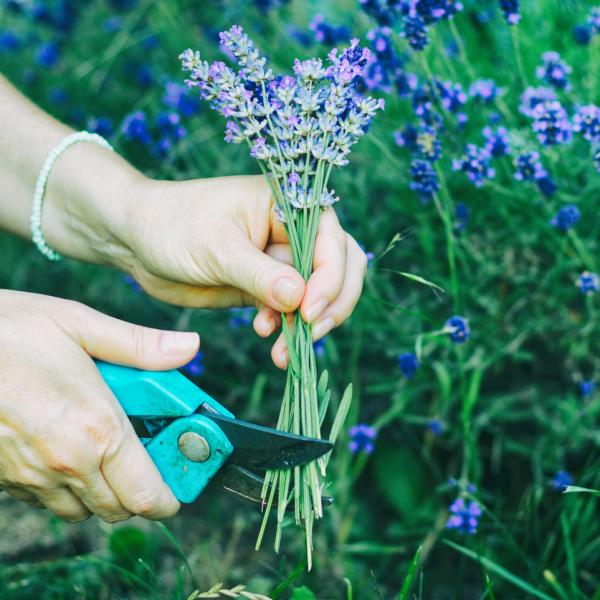 Lavanda: todo lo que necesitas saber sobre su poda para un crecimiento saludable