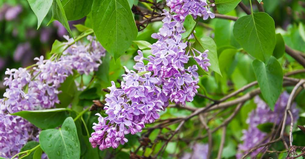 Lilo: Cómo cultivar un hermoso árbol en maceta y disfrutar de su belleza en casa