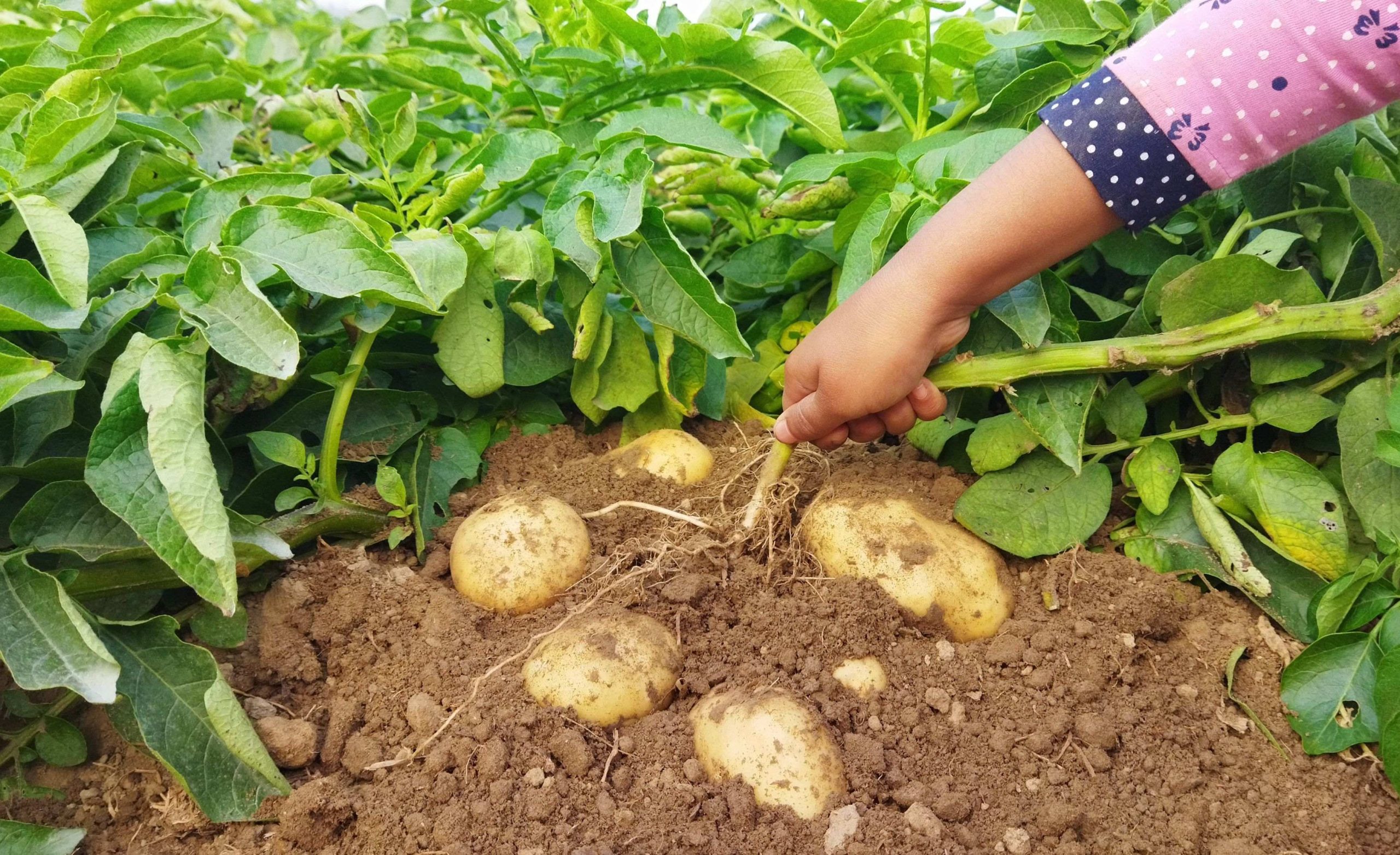 Los mejores arados para sembrar patatas: cómo elegir el adecuado para maximizar tu cosecha