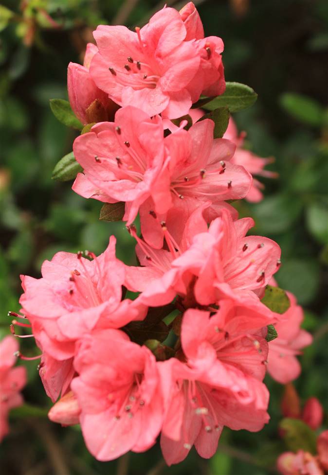 Los Secretos del Cuidado de Azaleas de Interior: Descubre Cómo Mantener tus Plantas Hermosas y Saludables