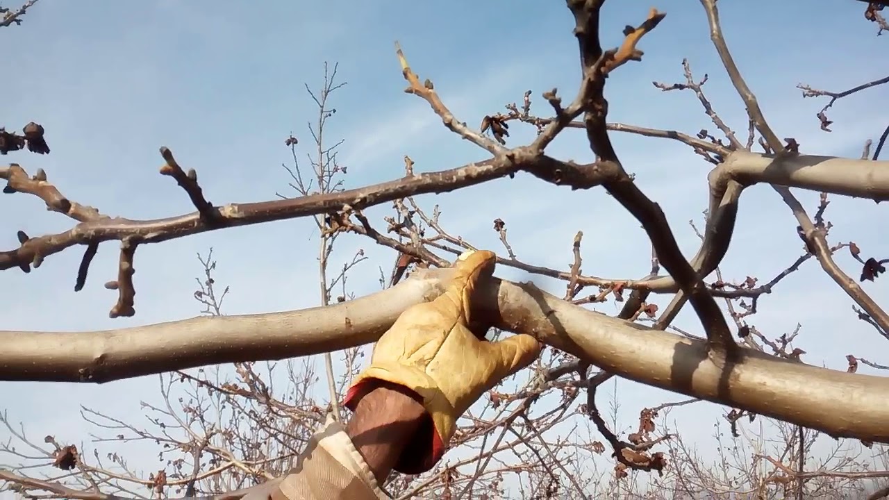 Nogales en su máxima expresión: aprende cómo podar tus árboles de nogal como un experto