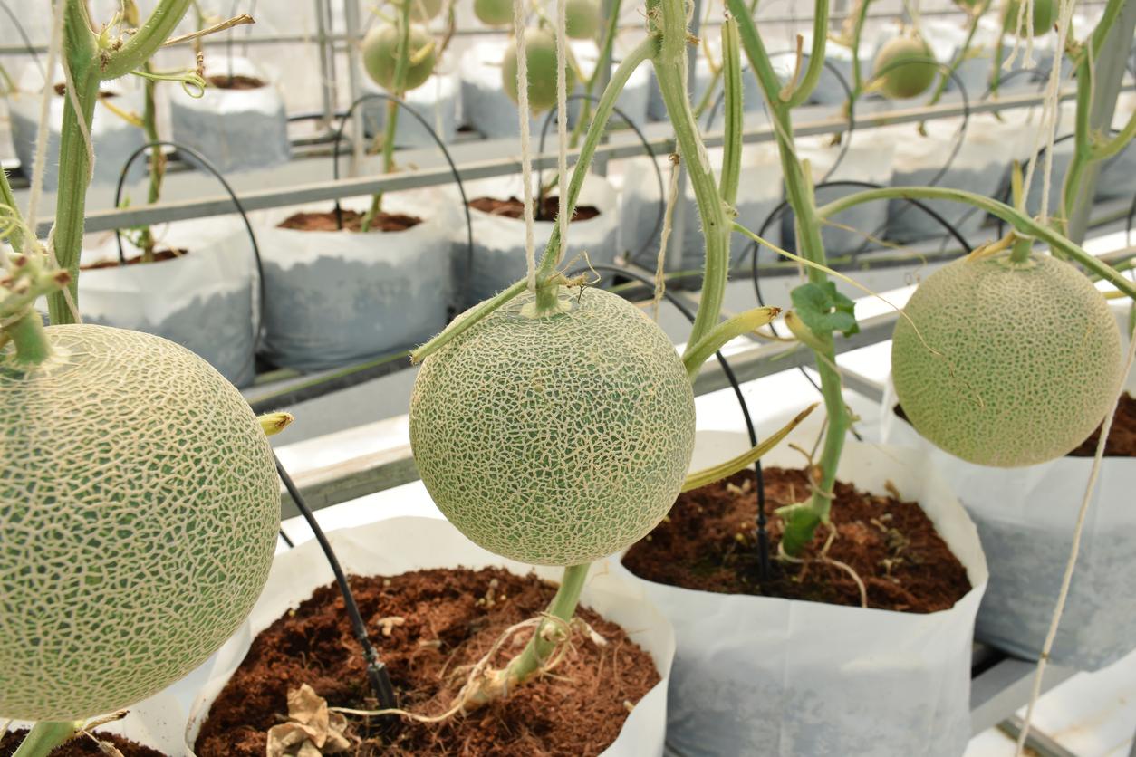 Paso a paso: cómo sembrar melones y disfrutar de una deliciosa cosecha