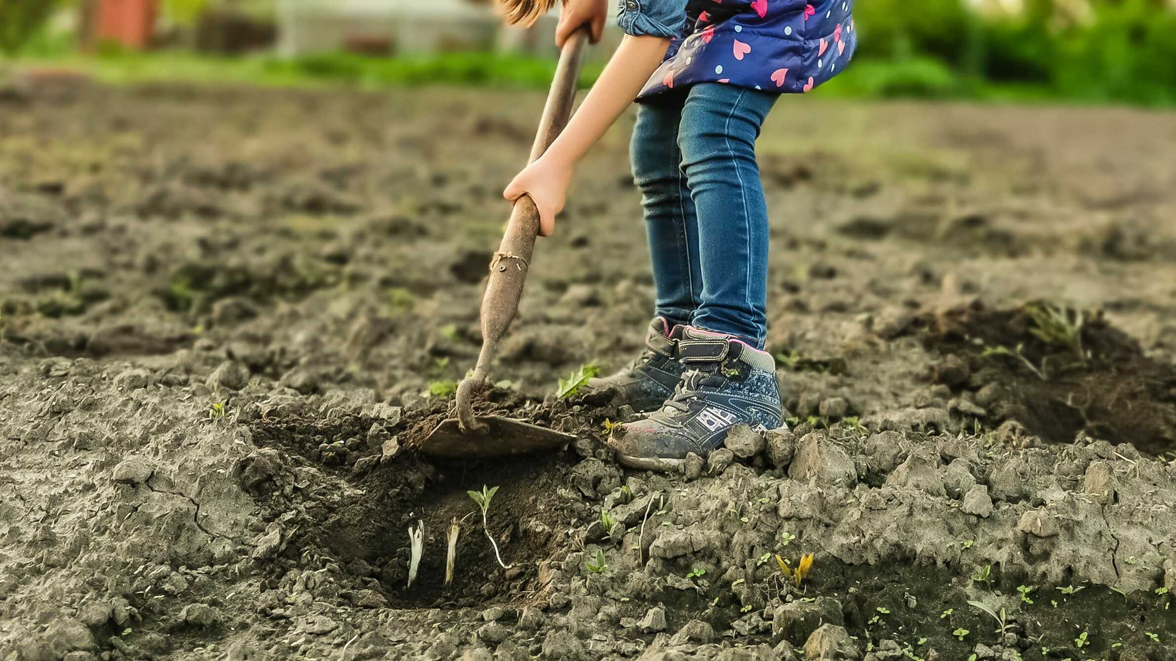 Preparando la tierra: los pasos esenciales para sembrar con éxito