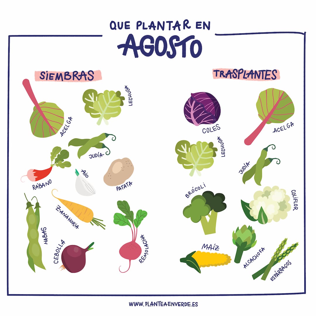 Qué plantar en agosto: consejos para cultivar en tu huerto urbano