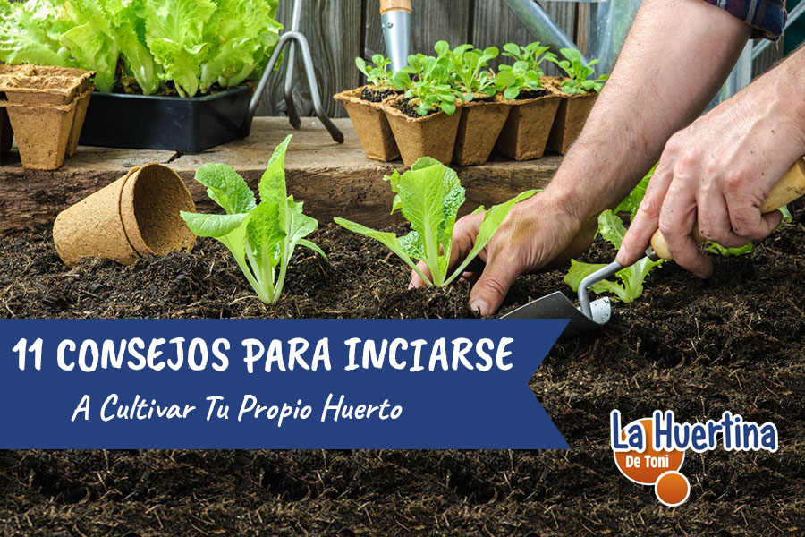 Qué plantar en tu huerto urbano: consejos y recomendaciones para cultivar tus propios alimentos en la ciudad