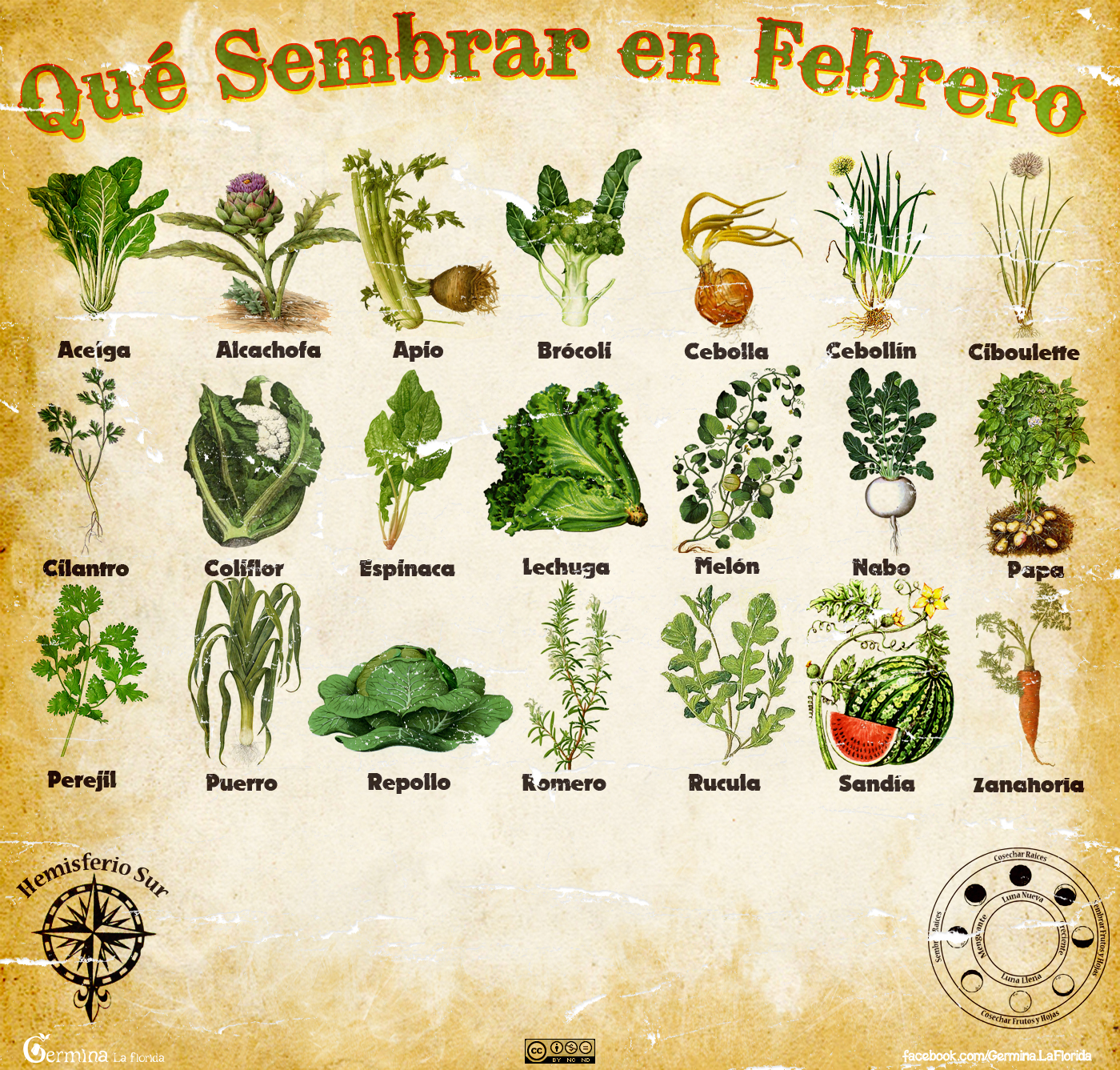 ¿Qué sembrar en febrero? Las mejores opciones para cultivar en este mes