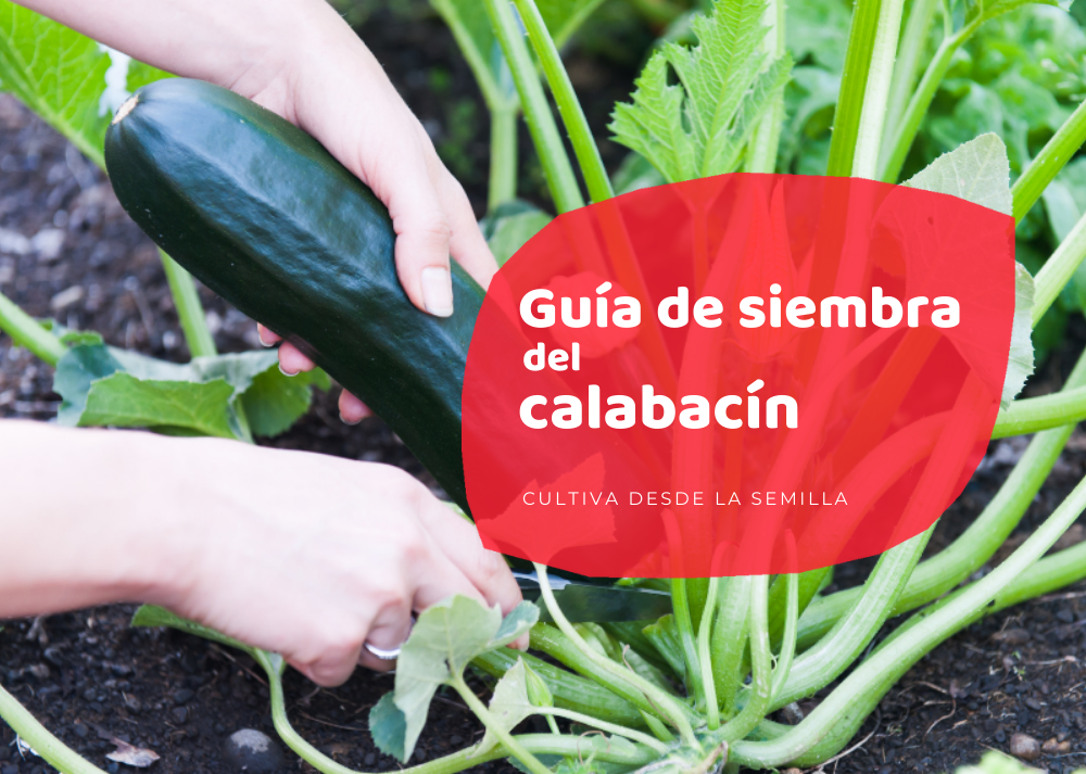Sembrar calabacín: consejos y técnicas para cultivar esta deliciosa hortaliza