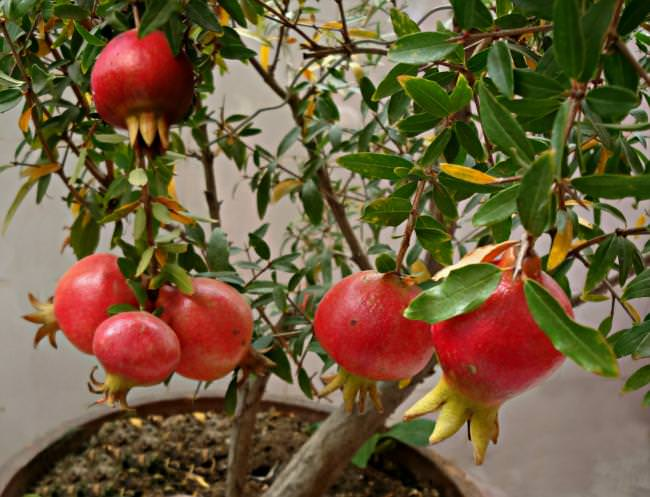 Sembrar granado: una guía completa para cultivar esta deliciosa fruta