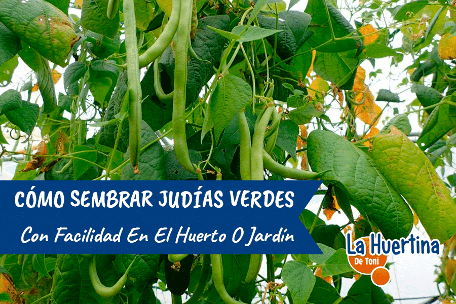 Sembrar judías verdes: Cómo cultivar esta variedad de mata baja para un huerto exitoso