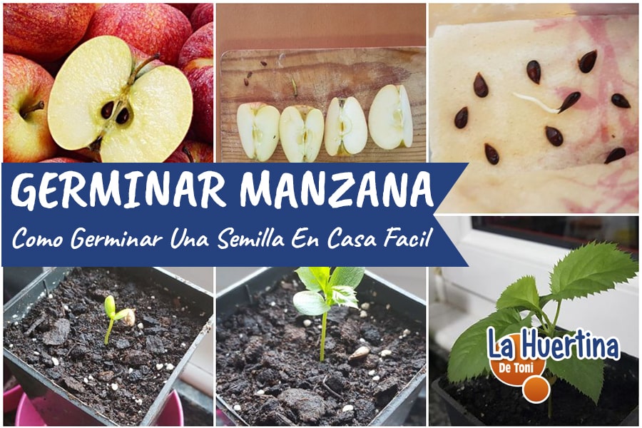 Técnicas y consejos: Cómo sembrar semillas de manzana en casa