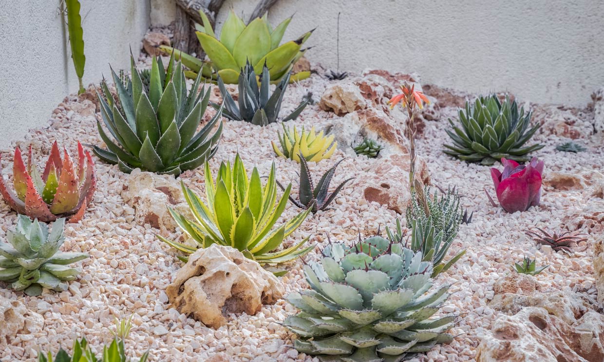 Todo lo que debes saber para plantar agave y cuidarlo con éxito