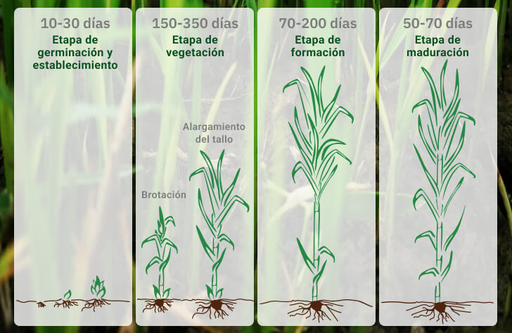 Todo lo que debes saber para plantar cañas de manera efectiva