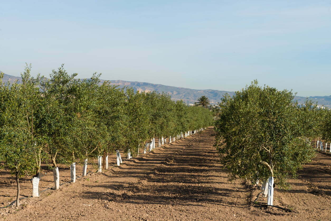 Todo lo que debes saber sobre el injerto de olivos: técnicas, consejos y beneficios