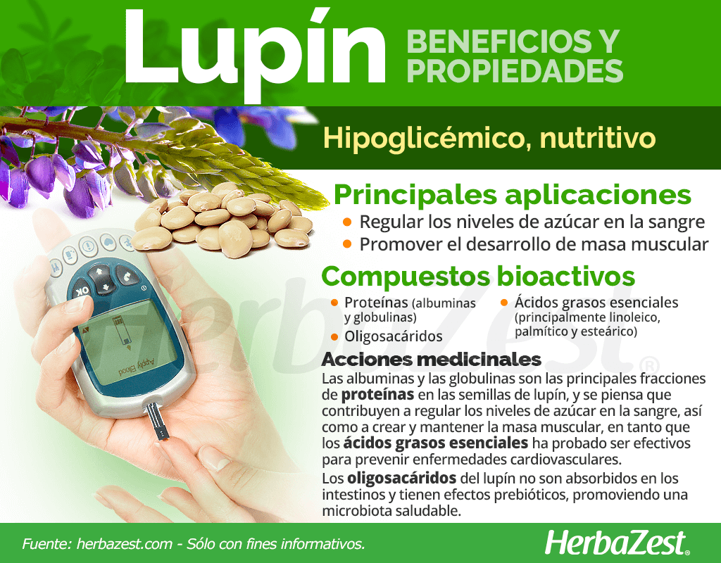 Todo lo que debes saber sobre los increíbles beneficios de los lupinos para tus plantas