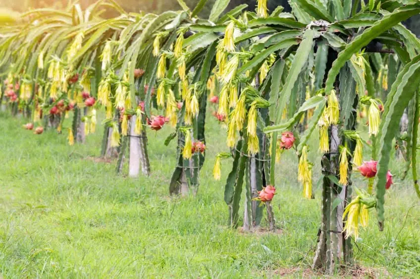 Todo lo que necesitas saber para cultivar pitayas en macetas y disfrutar de su exótica belleza en casa