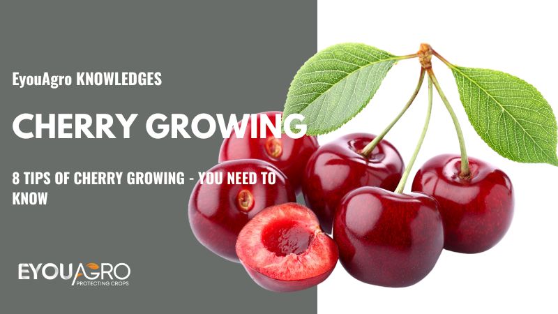 Todo lo que necesitas saber para plantar cerezas y disfrutar de su delicioso sabor