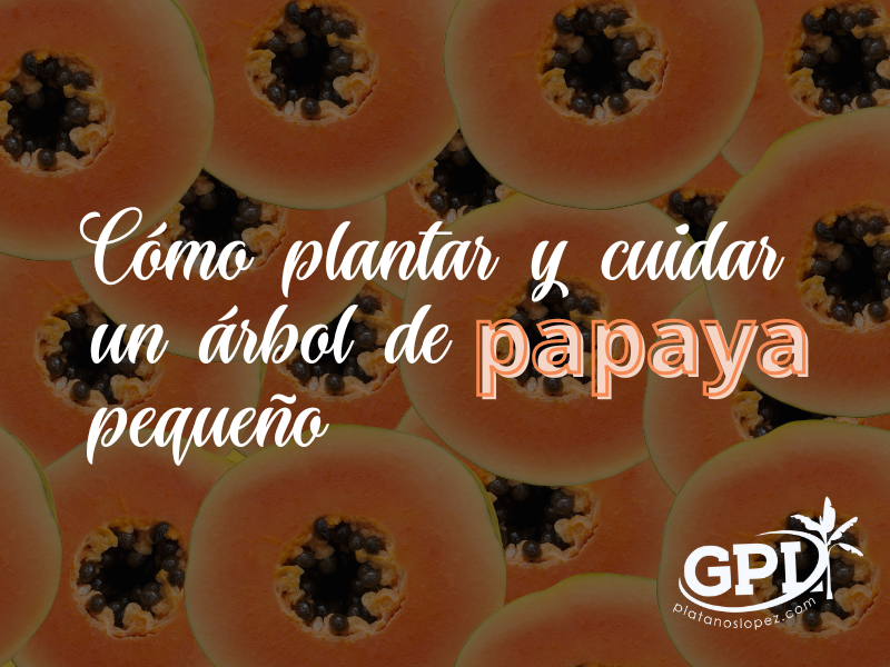 Todo lo que necesitas saber para plantar papayas y disfrutar de su deliciosa fruta