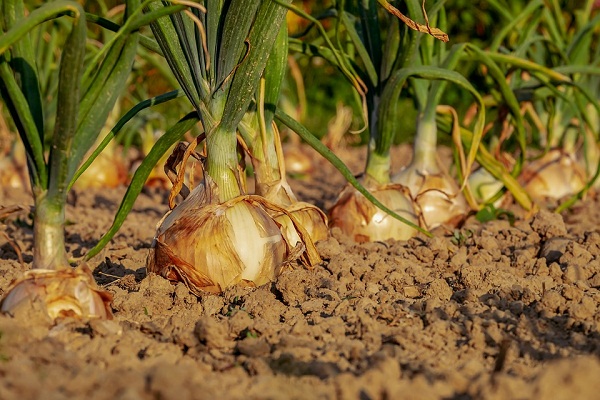 Todo lo que necesitas saber para sembrar cebolla de forma exitosa en tu huerto