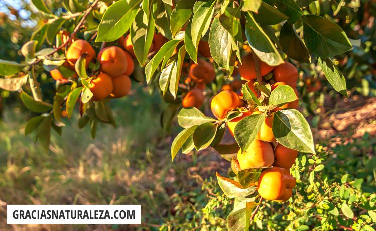 Todo lo que necesitas saber sobre cómo plantar caquis: guía paso a paso