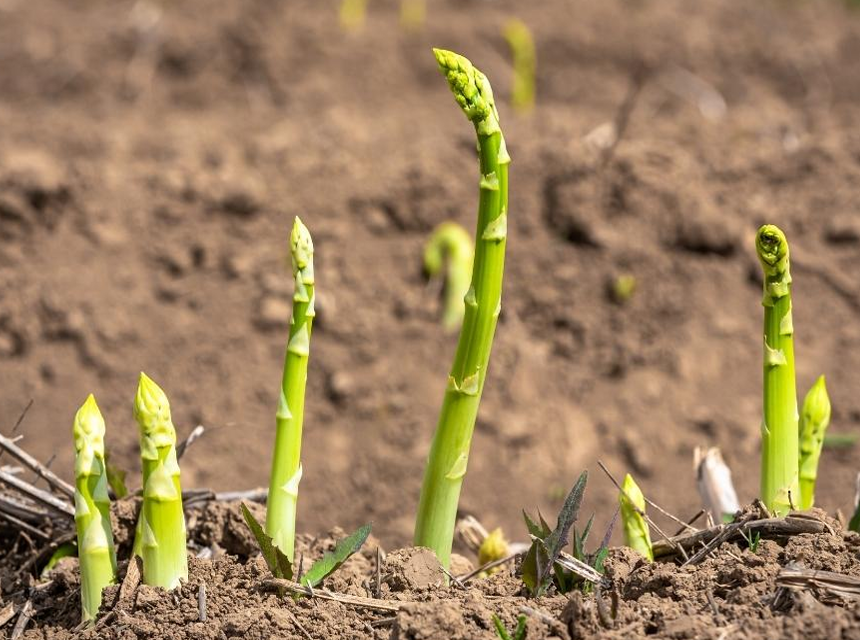 Todo lo que necesitas saber sobre cómo plantar espárragos: paso a paso y consejos útiles