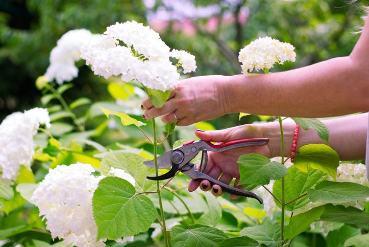 Todo lo que necesitas saber sobre cómo podar hortensias: consejos y técnicas infalibles