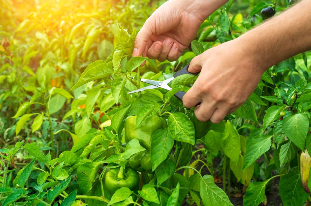 Todo lo que necesitas saber sobre la poda del pimiento: consejos y técnicas para un cultivo exitoso